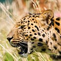 slides/IMG_3727.jpg wildlife, feline, big cat, cat, predator, fur, spot, amur, siberian, leopard WBCW2 - Amur Leopard